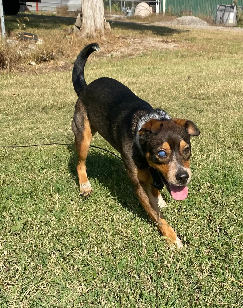 Camaro Aka Cami thumbnail 3