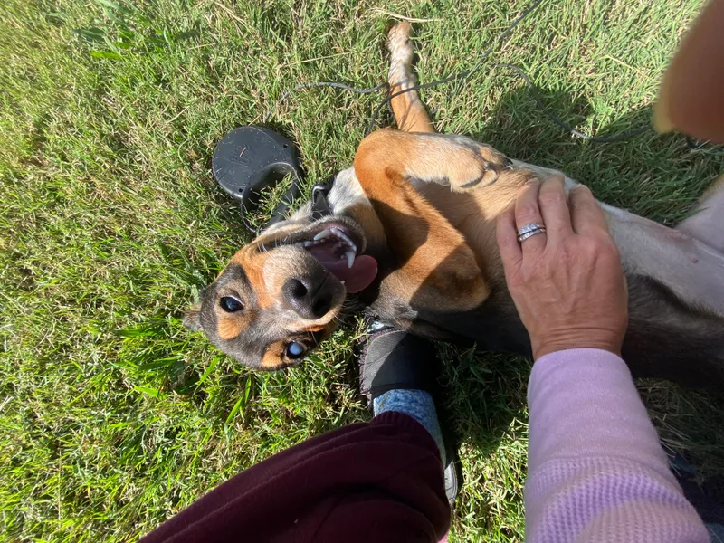 Camaro Aka Cami thumbnail 4