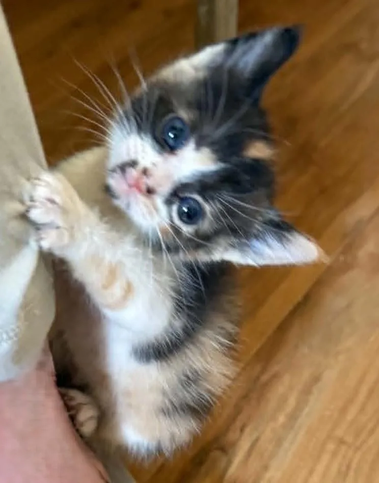 A baby medium-sized female Calico cat named Amber for adoption in Tehachapi, CA