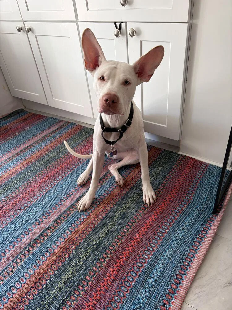 A young medium-sized female White / Cream Mixed Breed dog named Aurora for adoption in New York, NY