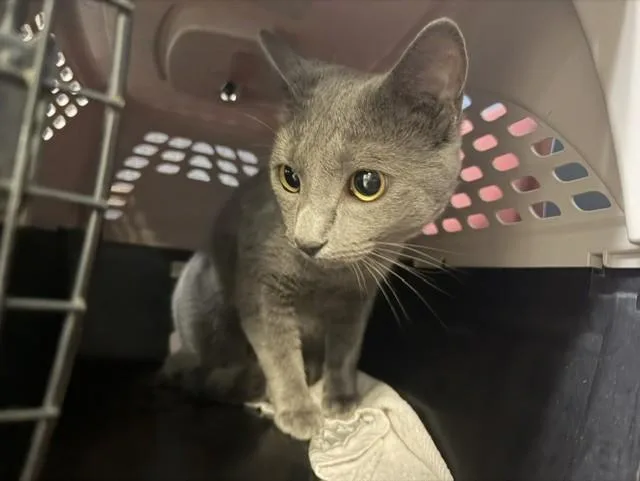 A young small-sized male Russian Blue cat named Smokey for adoption in Miami, FL