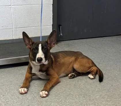 A baby medium-sized male Mixed Breed dog named Cassius for adoption in Port Allen, LA