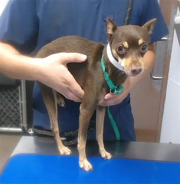 An adult small-sized male Miniature Pinscher dog named Tiny Tim for adoption in Phoenix, AZ