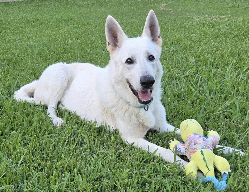A senior large-sized male White German Shepherd dog named Henley for adoption in Londonderry, NH