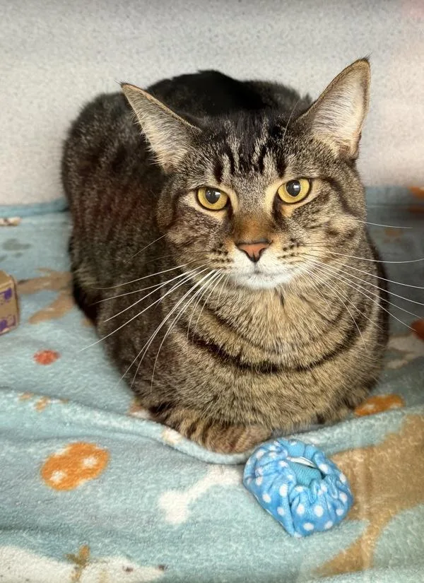 A young large-sized male Domestic Short Hair cat named David for adoption in Canton, GA