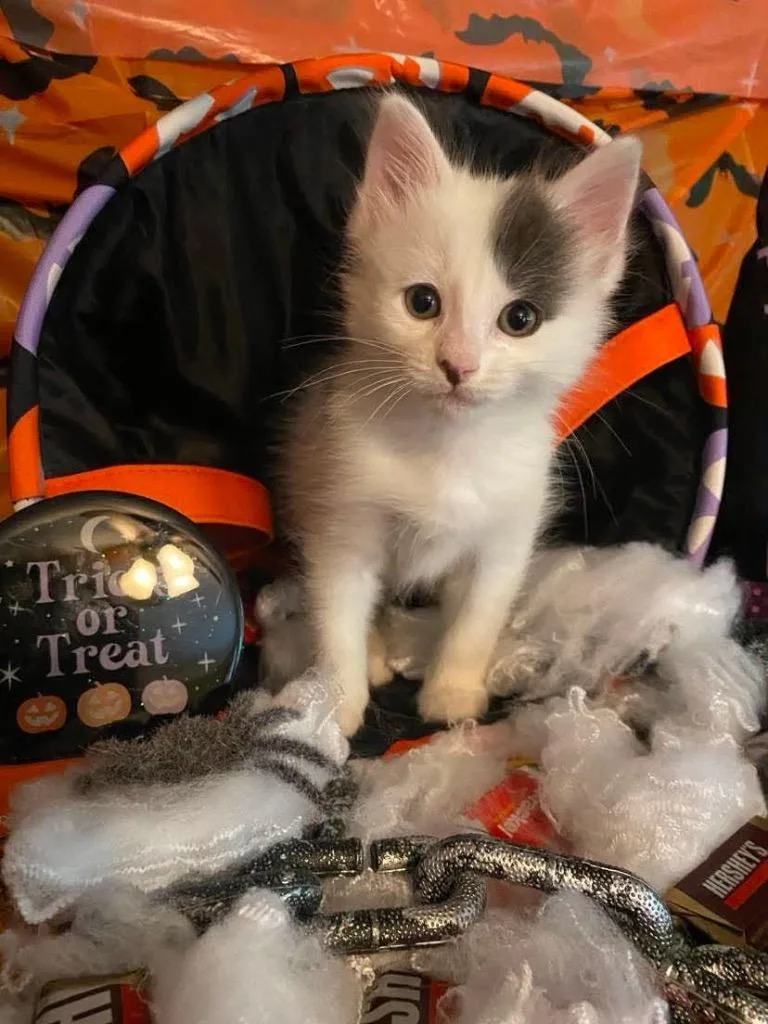 A baby small-sized male Domestic Short Hair cat named Chunk for adoption in Effingham, IL