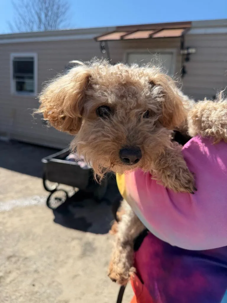 An adult small-sized male Poodle dog named Bear for adoption in Pine Grove, PA