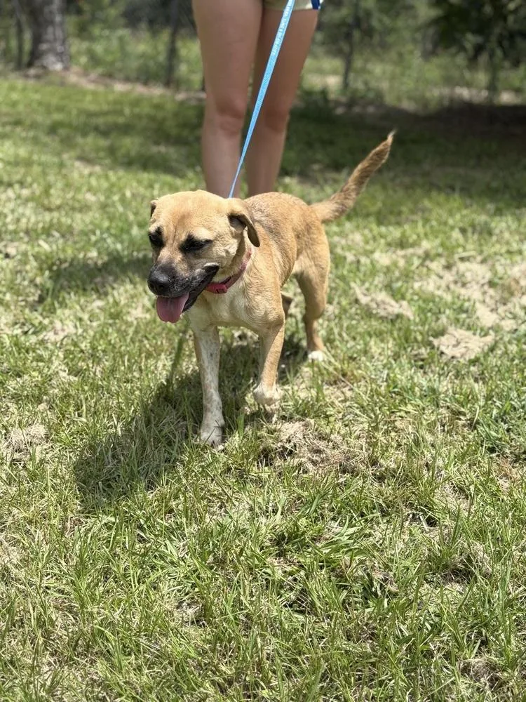 An adult medium-sized female Shepherd dog named Winnie for adoption in Crystal Springs, MS