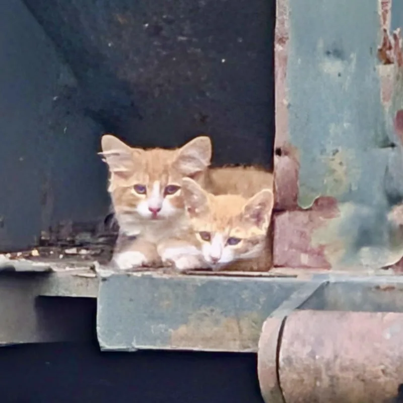 A baby medium-sized male Orange & White Domestic Short Hair cat named Sherlock for adoption in Hillsborough, NJ