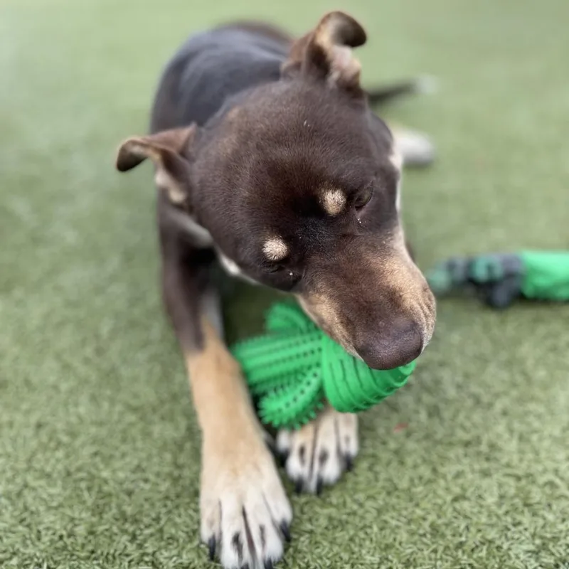 Magic Conch thumbnail 2