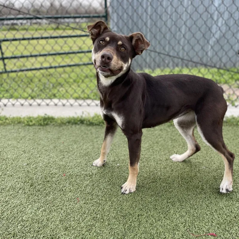 Magic Conch thumbnail 3