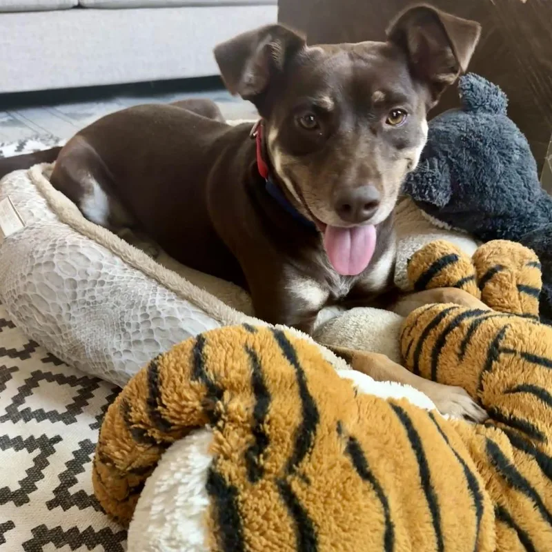 Magic Conch thumbnail 4