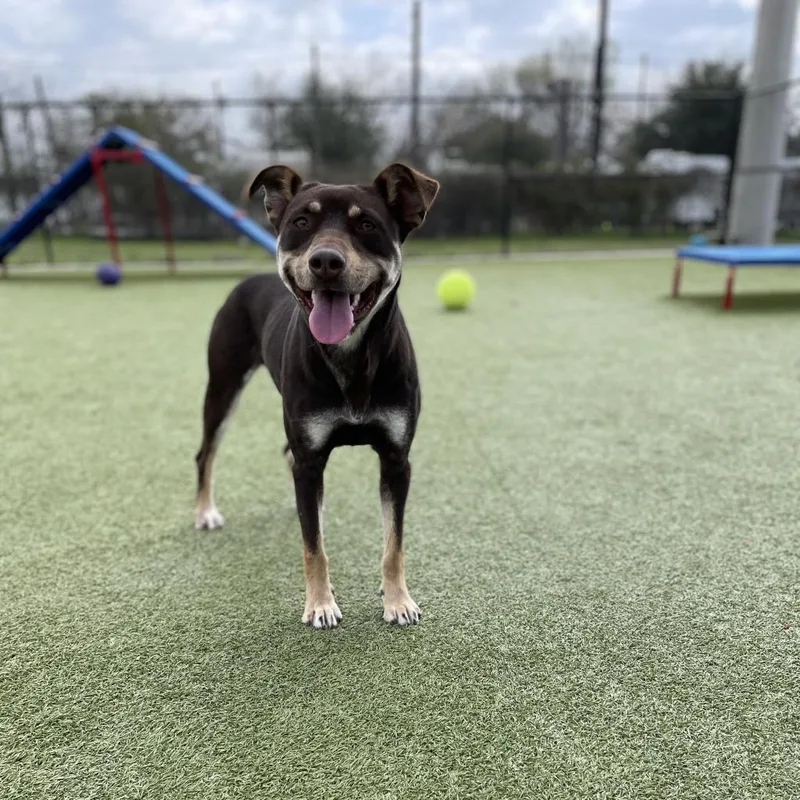 Magic Conch thumbnail 5