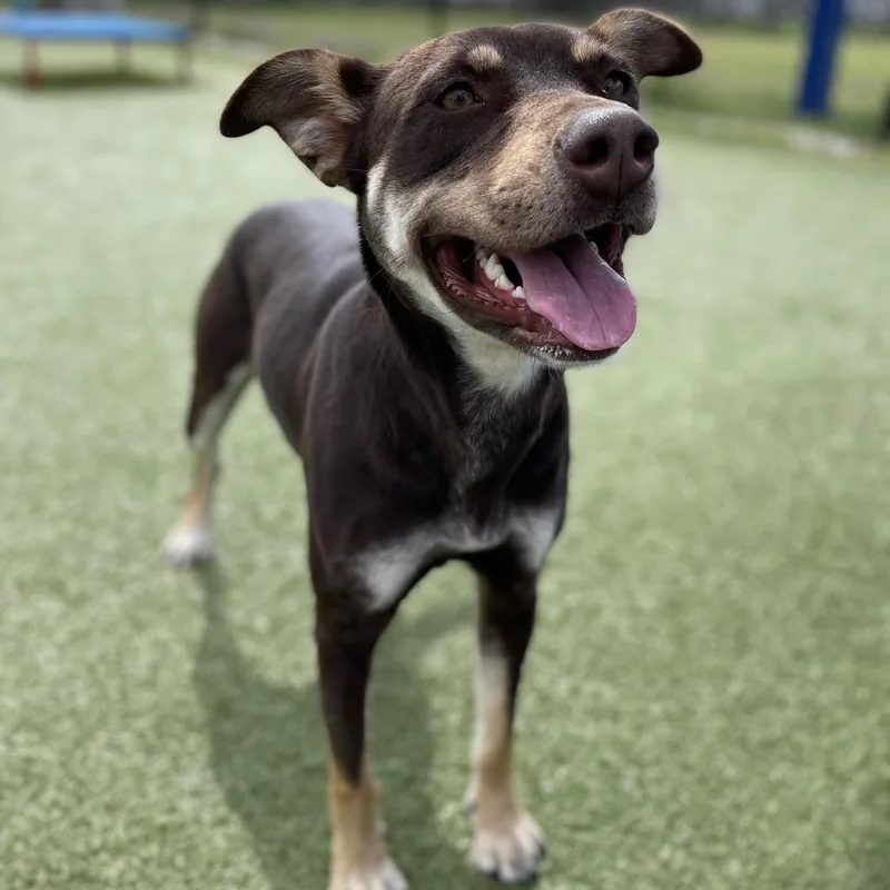 Magic Conch thumbnail 6