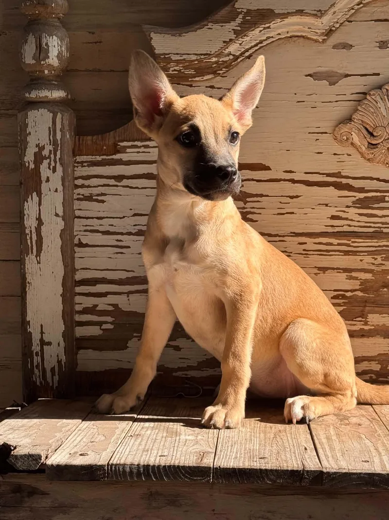 A baby medium-sized female German Shepherd Dog dog named Hannah for adoption in Gainesville, VA