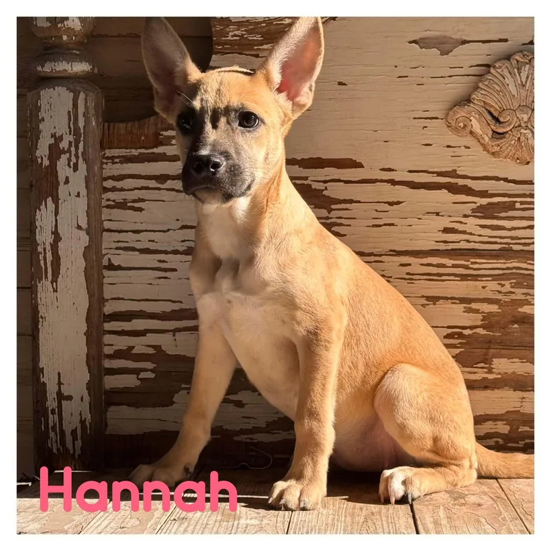 Hannah thumbnail 3
