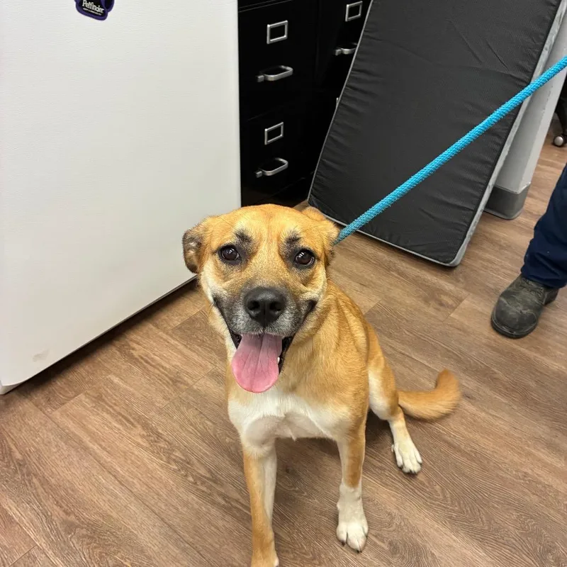 A young medium-sized female Yellow / Tan / Blond / Fawn Great Pyrenees dog named Sandy for adoption in Morganfield, KY