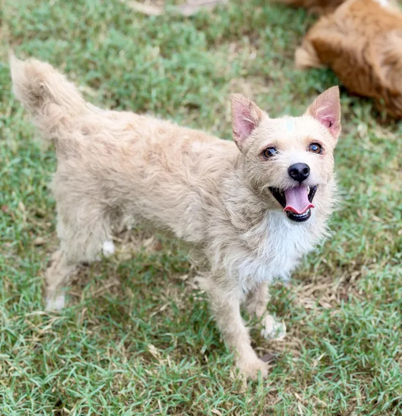An adult small-sized male Apricot / Beige Chihuahua dog named Nigel READ BIO for adoption in Mt Pleasant, SC