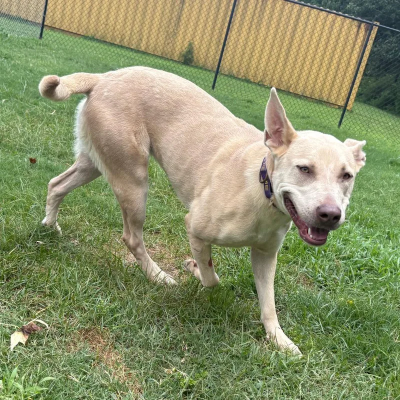 A young large-sized female Yellow / Tan / Blond / Fawn German Shepherd Dog dog named Isla for adoption in Cabot, AR