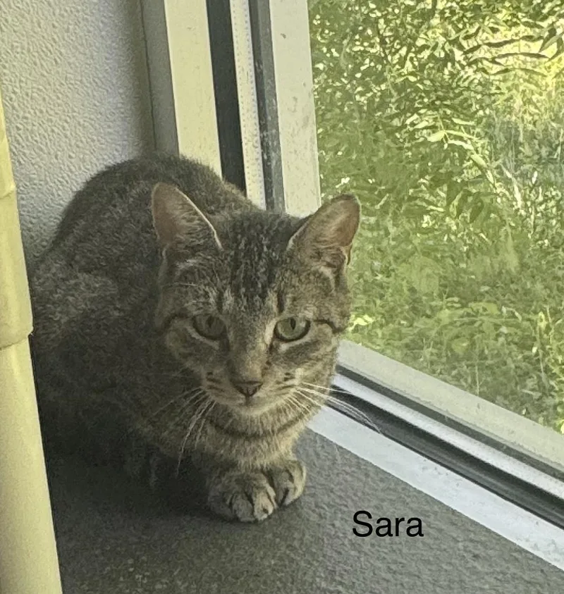 A young medium-sized female Tabby (Tiger Striped) Domestic Short Hair cat named Sara for adoption in Ulster, PA