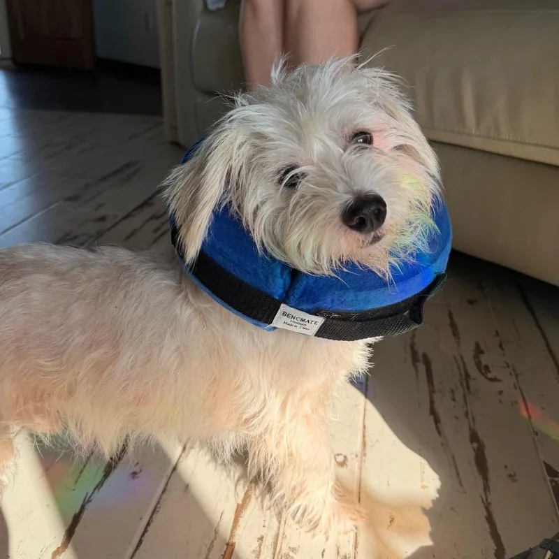 A young small-sized male White / Cream West Highland White Terrier / Westie dog named Benny C for adoption in Oklahoma City, OK
