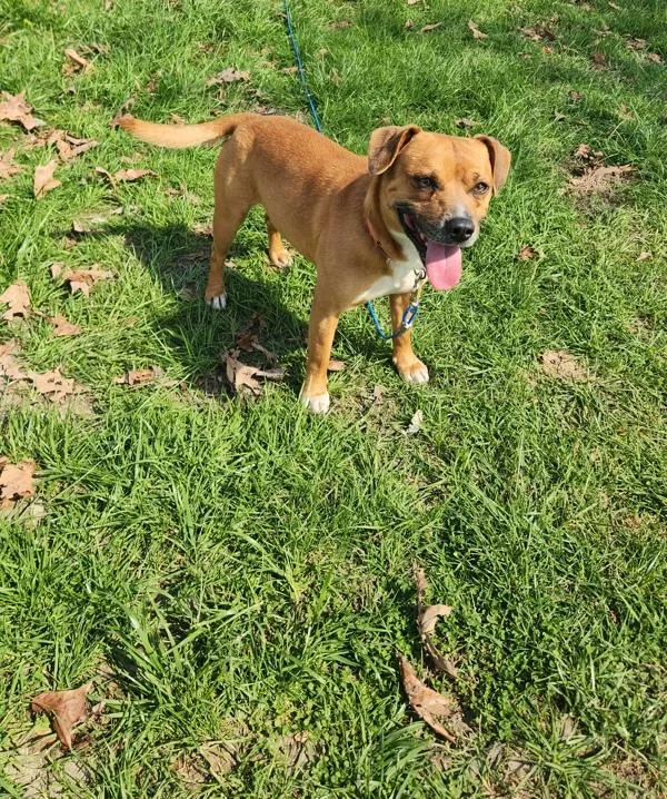 A young medium-sized male Mixed Breed dog named Bronco for adoption in Cleveland, TN