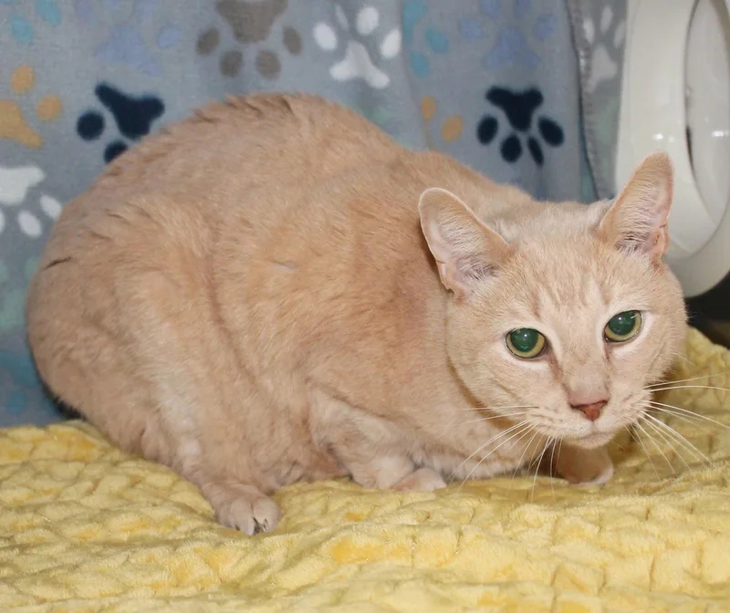 An adult large-sized female Domestic Short Hair cat named Cuddlebug for adoption in Prattville, AL