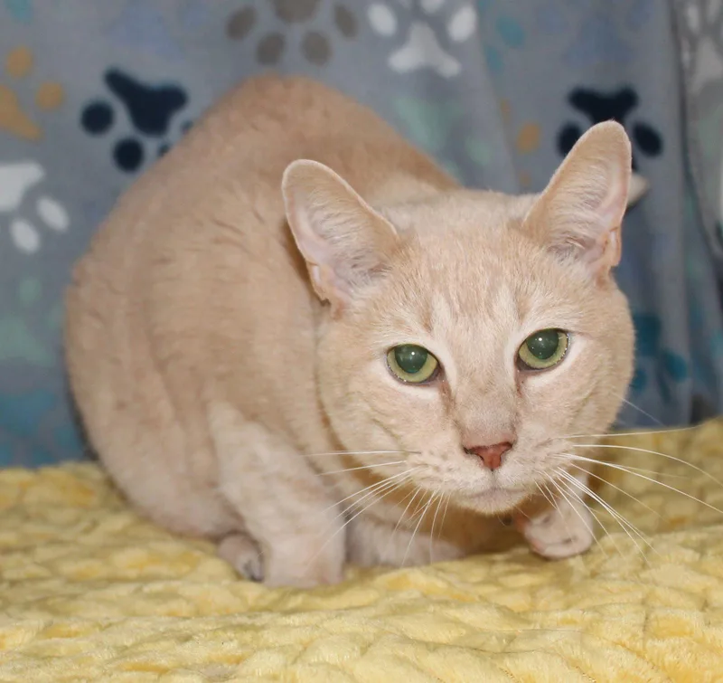 Cuddlebug thumbnail 2