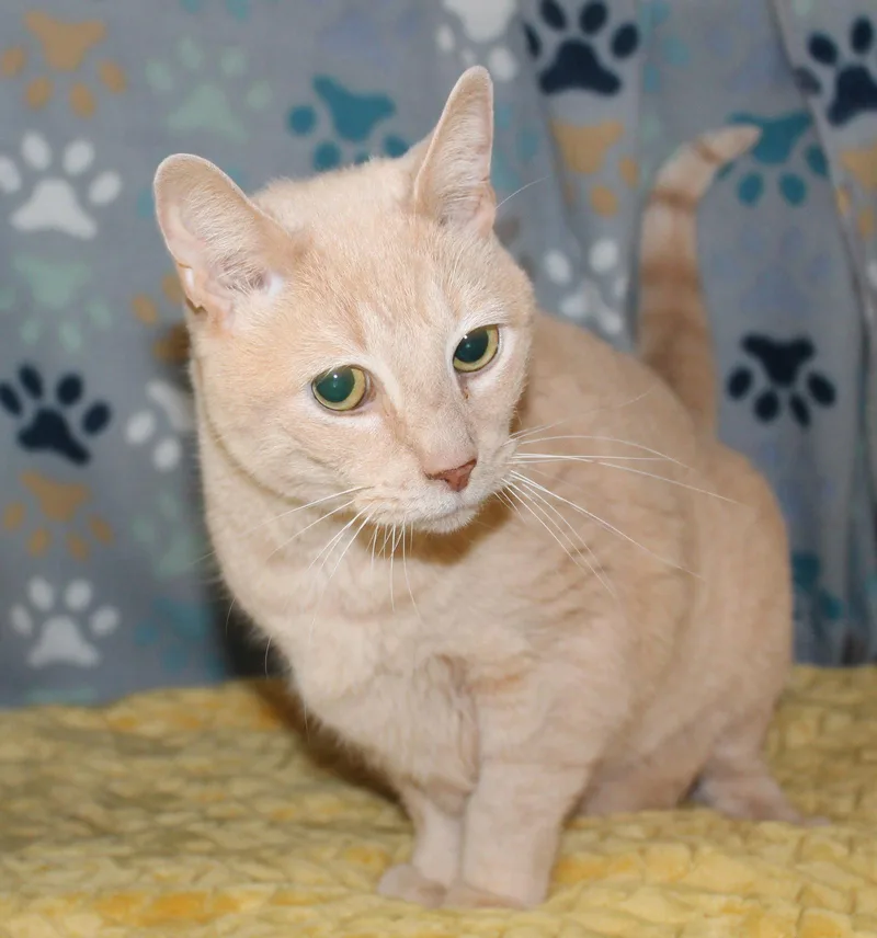 Cuddlebug thumbnail 3