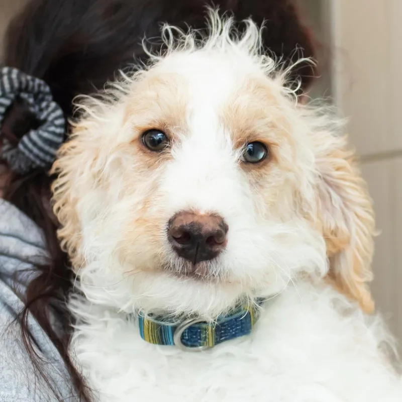 A baby small-sized male Apricot / Beige Poodle dog named Charlie for adoption in Middletown, RI