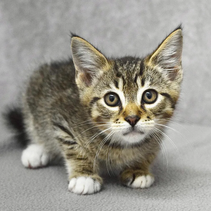 A baby medium-sized male Tabby (Brown / Chocolate) Domestic Short Hair cat named Macaroni for adoption in Dublin, CA