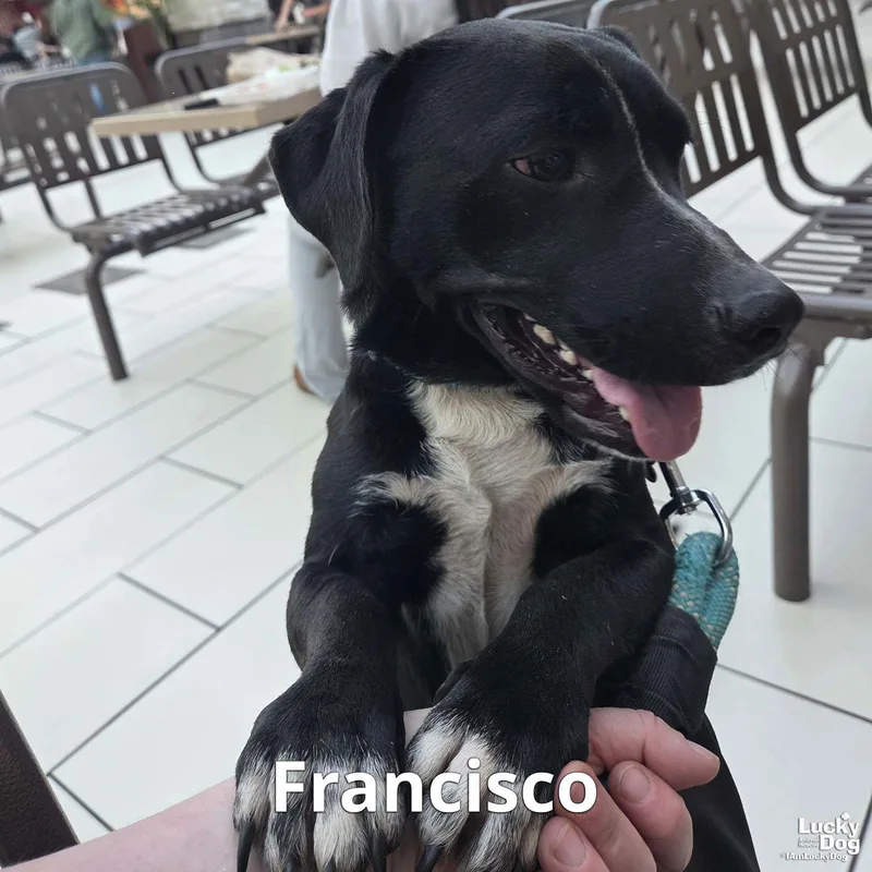 Francisco thumbnail 2