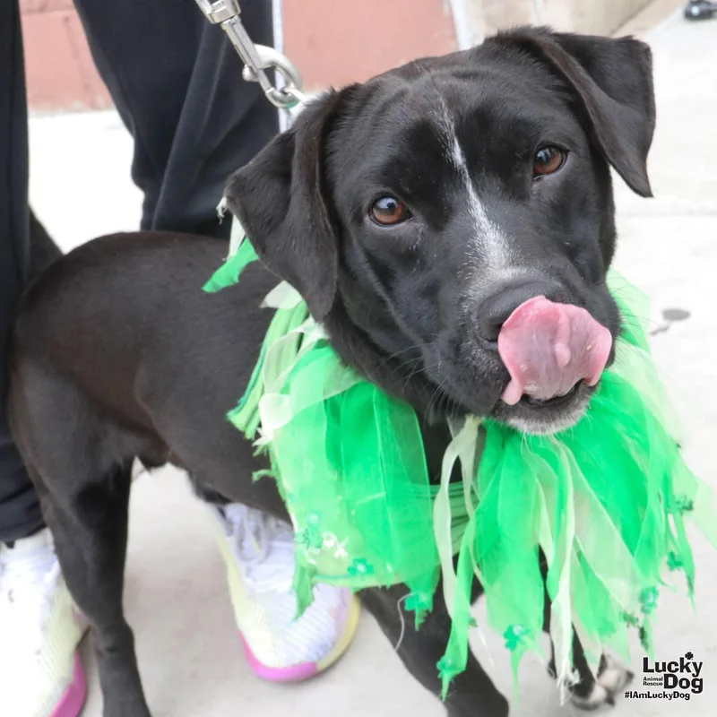 Francisco thumbnail 3