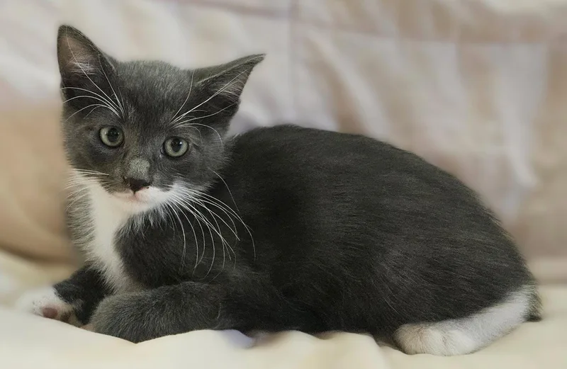 A baby small-sized male Gray & White Tuxedo cat named Boots for adoption in Walnut Creek, CA