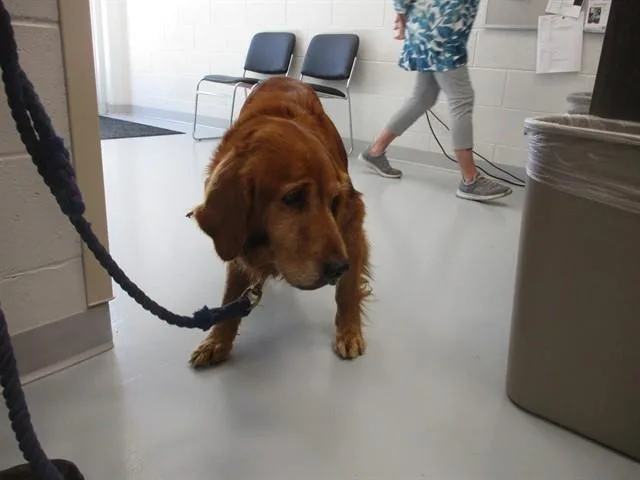 A senior medium-sized male Golden Retriever dog named Rubble for adoption in Ocala, FL