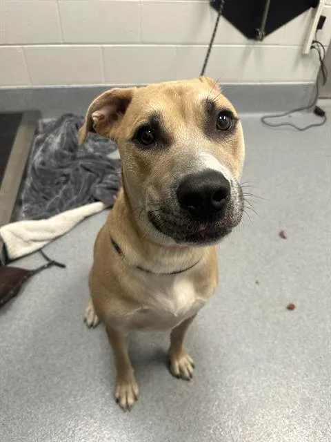 A young large-sized male Pit Bull Terrier dog named Shane for adoption in Indianapolis, IN