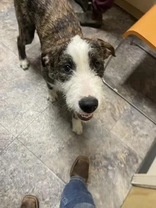 A young medium-sized male Mixed Breed dog named Grinchy for adoption in Missoula, MT