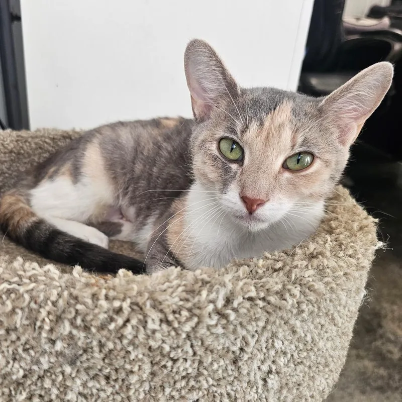 Isabel