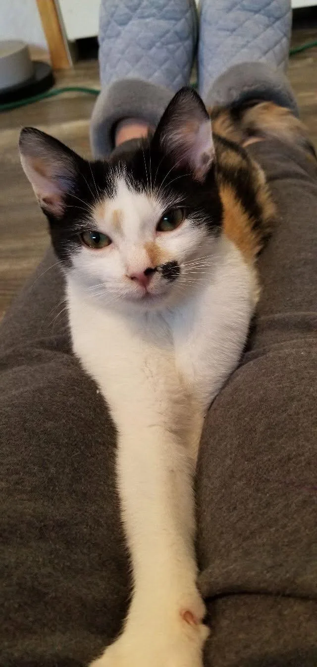 A baby medium-sized female Calico cat named Baby for adoption in Montour Falls, NY