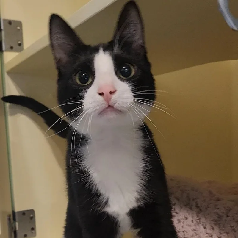 A young medium-sized female Black & White / Tuxedo Domestic Short Hair cat named Queen for adoption in Charleston, SC