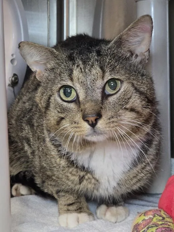 An adult large-sized male Domestic Short Hair cat named Eduardo for adoption in Millersville, MD