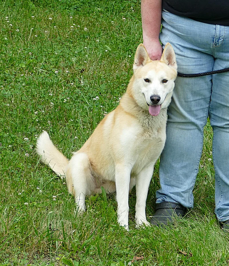 An adult medium-sized male Red / Chestnut / Orange Husky dog named Chase for adoption in Beechbottom, WV