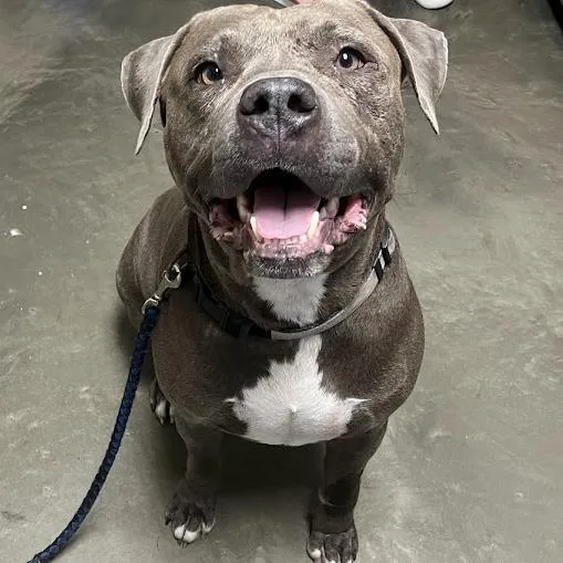 An adult large-sized male Gray / Blue / Silver Mixed Breed dog named Cuervo for adoption in DeKalb, IL
