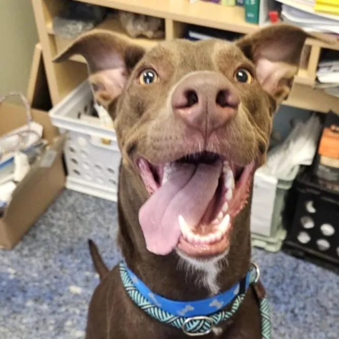 An adult large-sized male Brown / Chocolate Doberman Pinscher dog named Bennett for adoption in Covington, GA