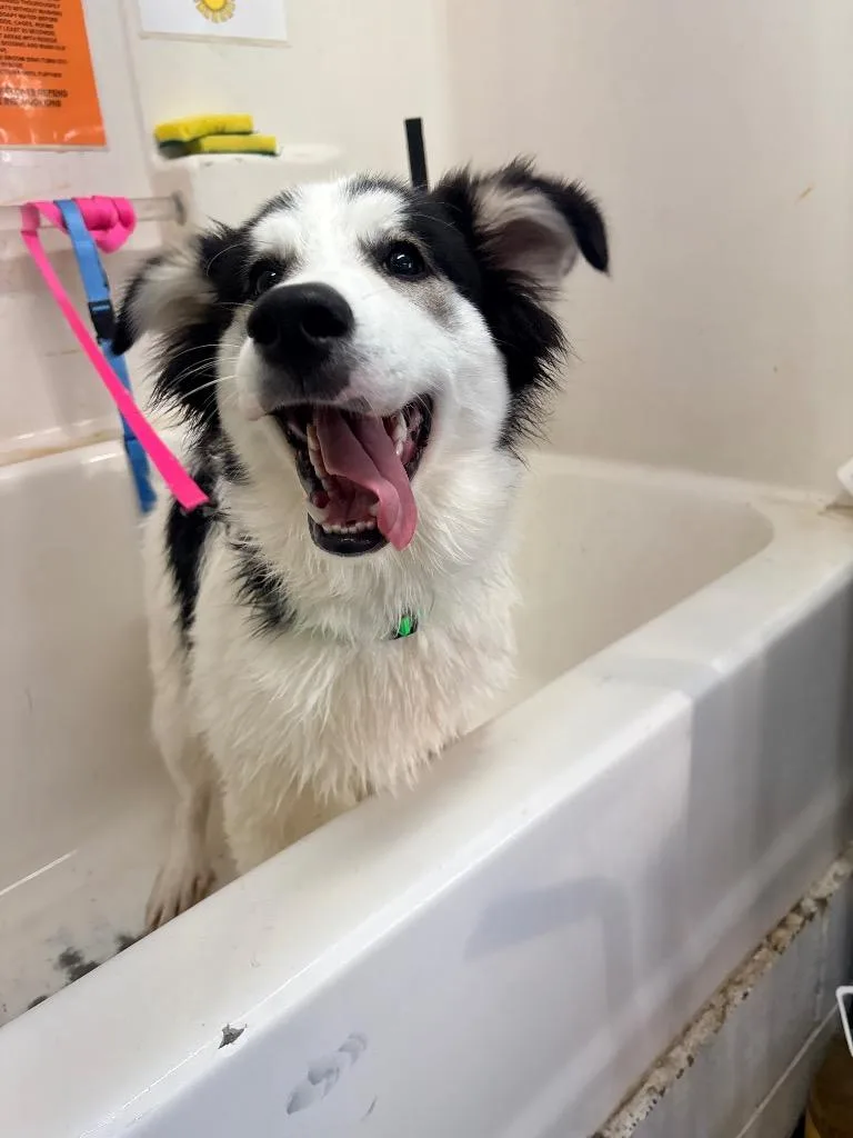 A baby large-sized male Husky dog named Hector for adoption in Crandon, WI