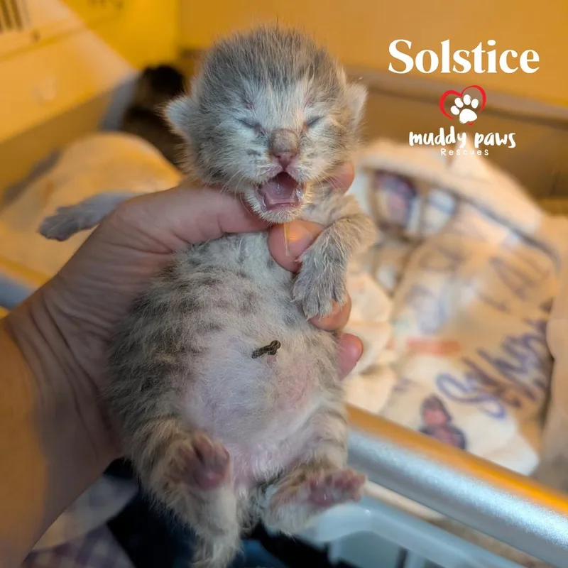 A baby small-sized female Tabby cat named Solstice for adoption in Council Bluffs, IA