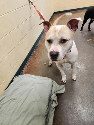 An adult large-sized male Pit Bull Terrier dog named Dozer for adoption in Independence, MO