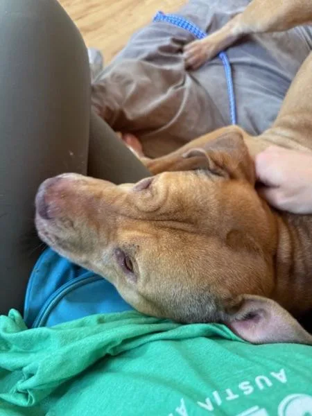 An adult large-sized male Mixed Breed dog named Butternut for adoption in Austin, TX