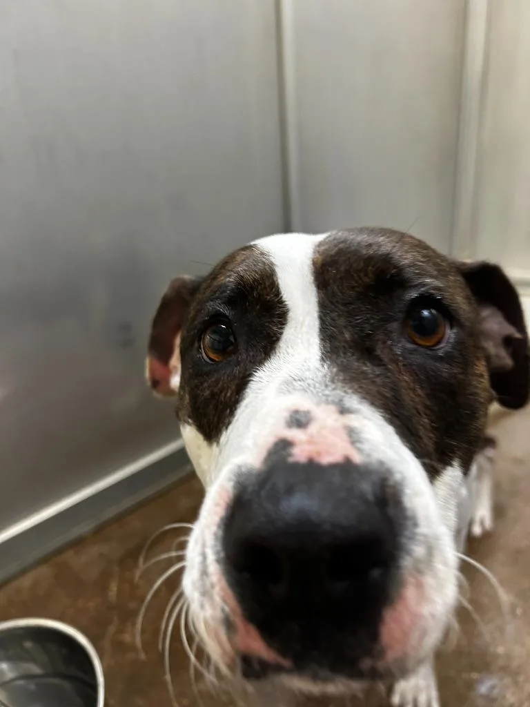 A young medium-sized female Pit Bull Terrier dog named Dog Kennel   for adoption in Greenville, TX