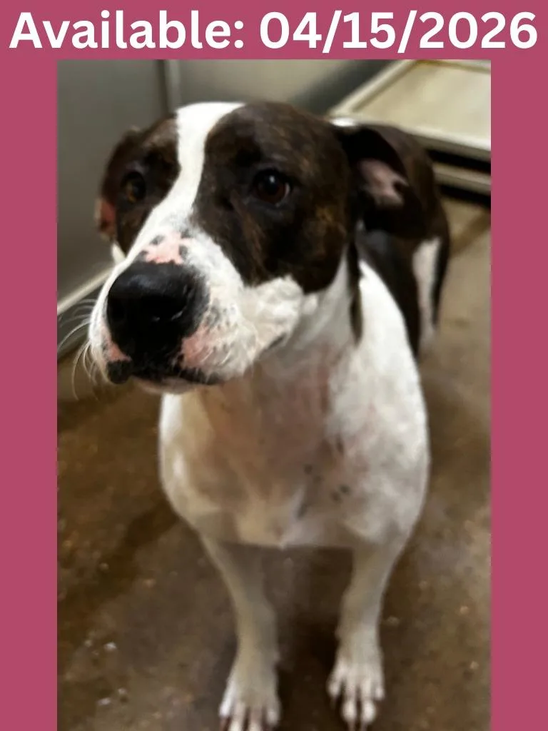 Dog Kennel   thumbnail 2